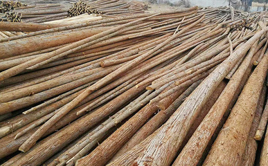 杉木樁批發(fā)是否能保證質量和服務?